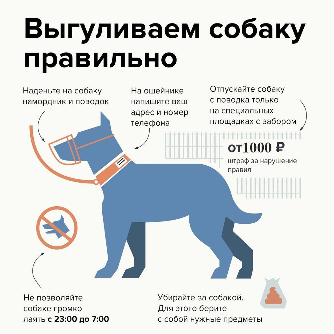 Через сколько гуляет собака. Как правильно выливать собаку. Правила выгула собак.